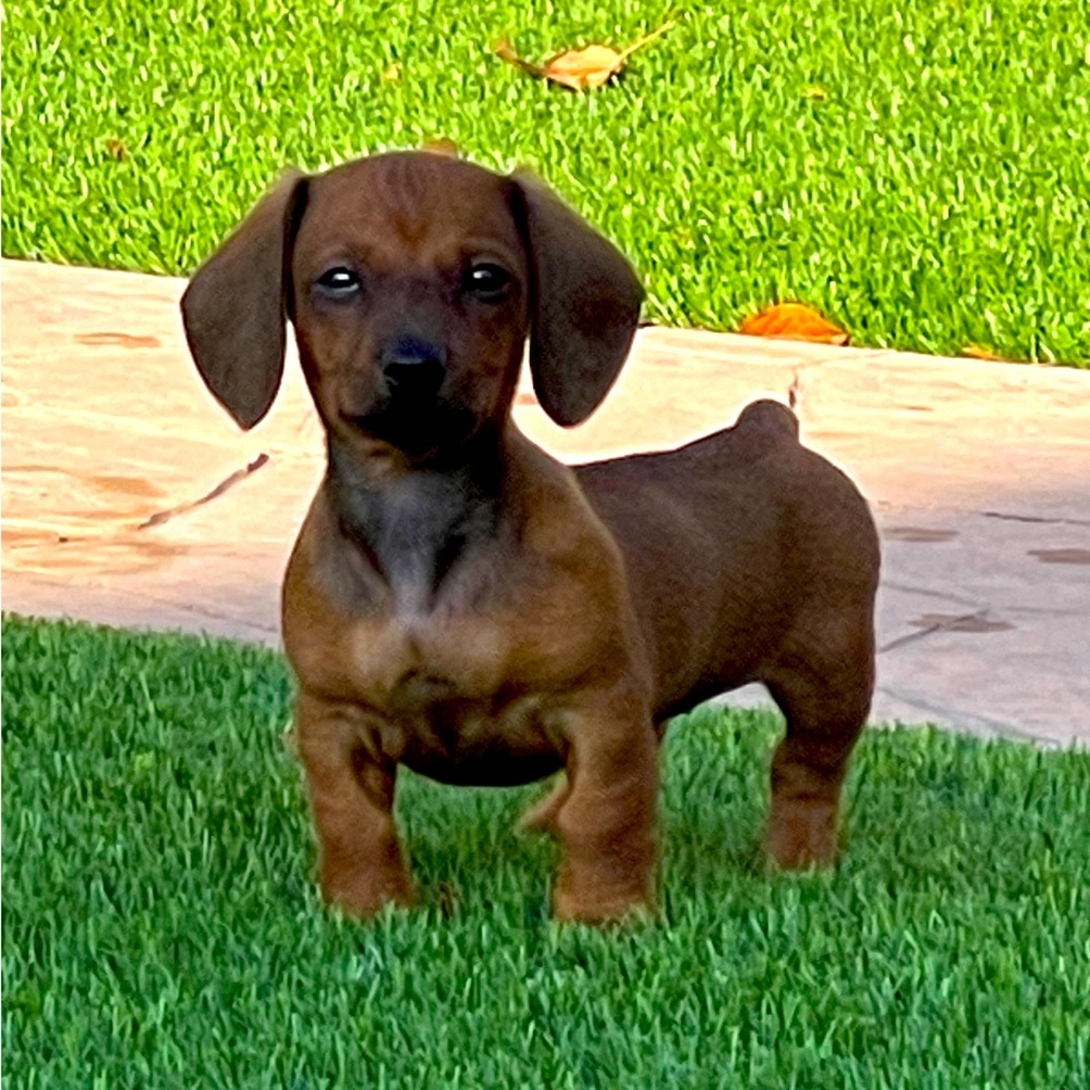 Meet your Posher, Liz